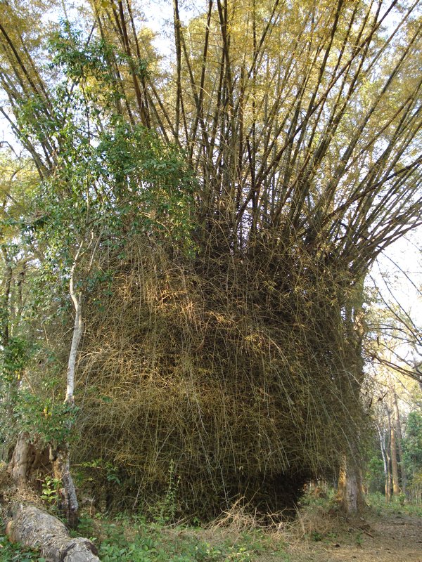 One of the many clumps of bamboo