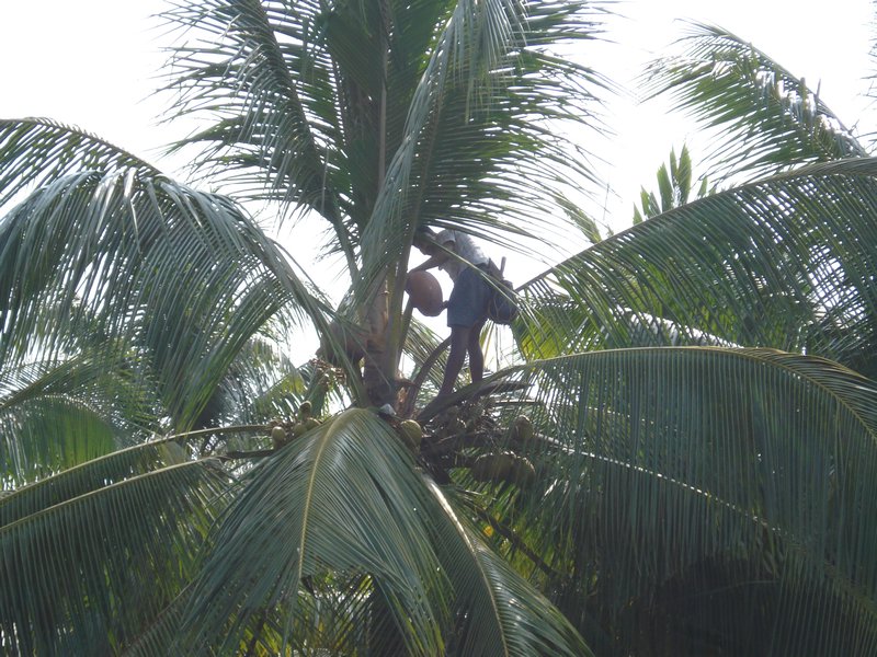 Picking coconuts