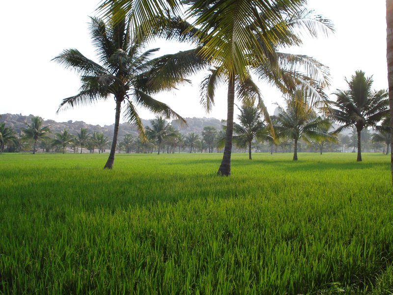 Rice paddy near our place