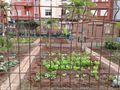 Vegetable garden in city