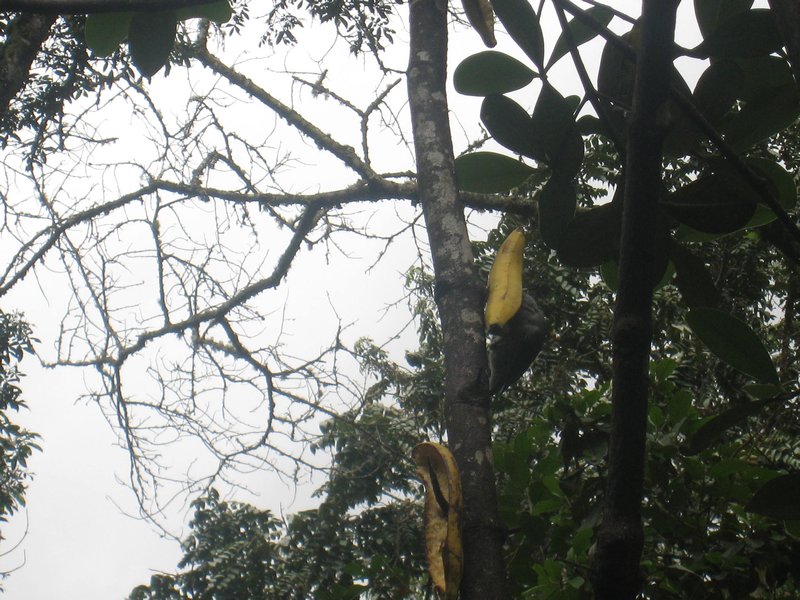Some local birds- eating banana peels