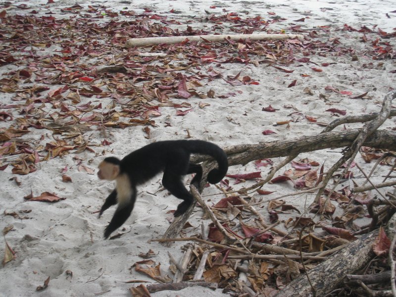 capuchi monkeys