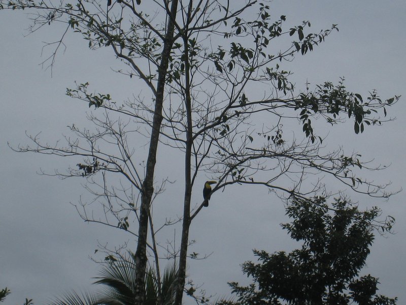 Toucan on our drive