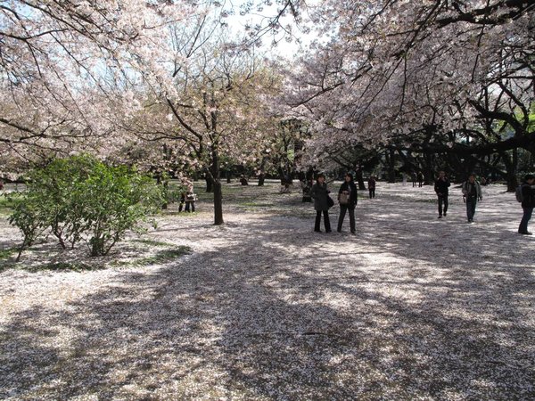 Shinjuku imperial garden