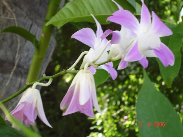 An orchid (thai obviously)