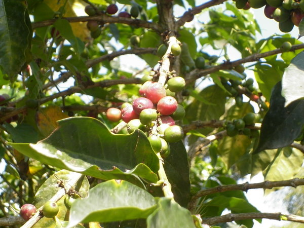Coffee Beans (Cherries')