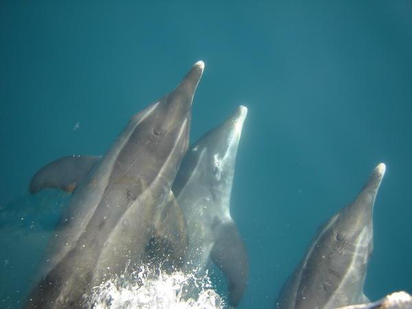 DOLPHINS!!!!!!!