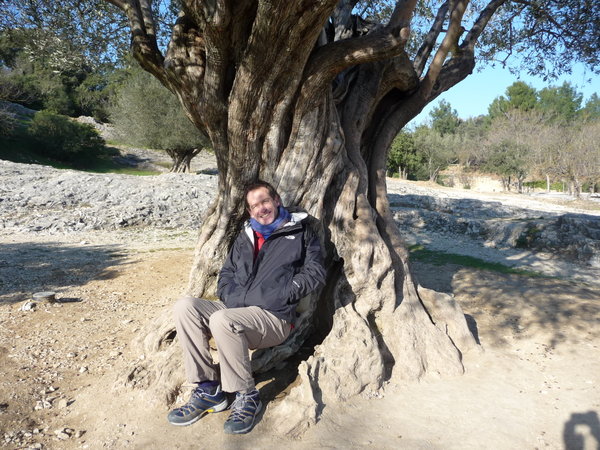 resting with a 1200 year old olive tree!!