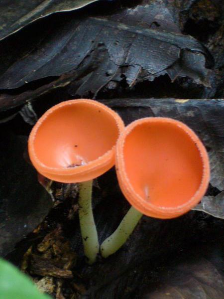 Crazy cup mushrooms