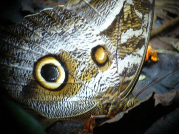 Profile of Owl butterfly
