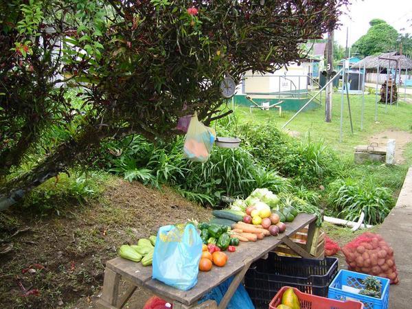 Produce stand-Caribbean Style