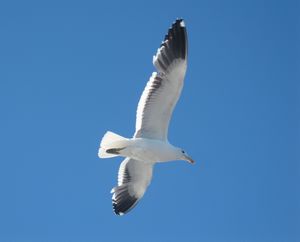 Livingston Seagull