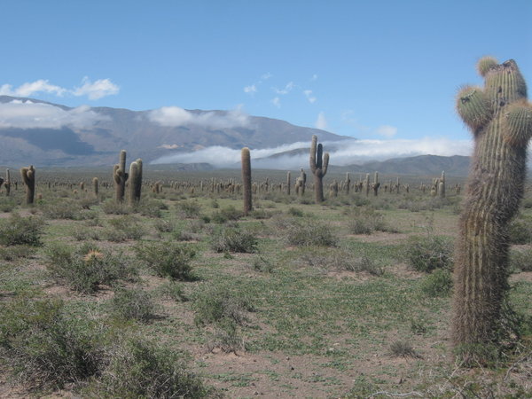Changing landscape of the Altiplano