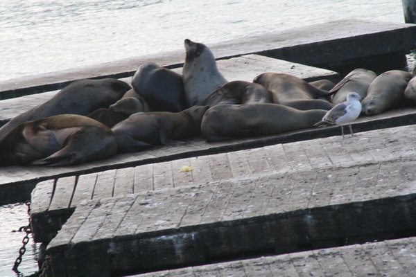 Sea Lions or Seals!!