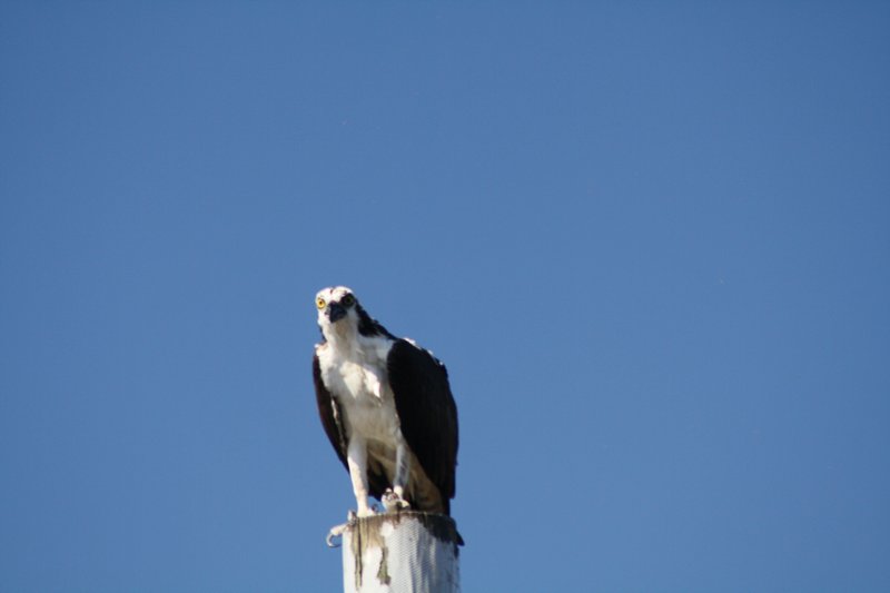 Osprey with kill in talons