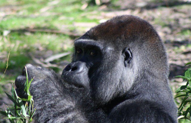 Another of the Gorillas