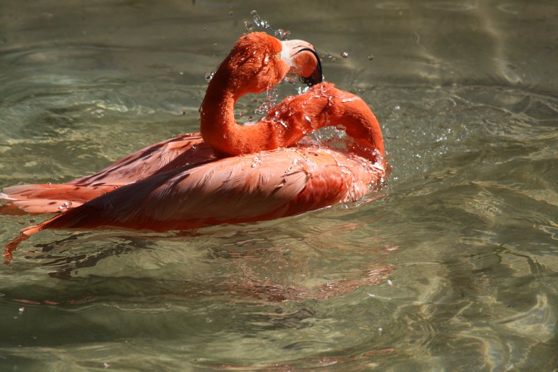 Bathing flamingo...