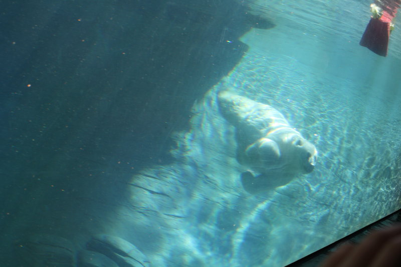 Polar Bear submerged!