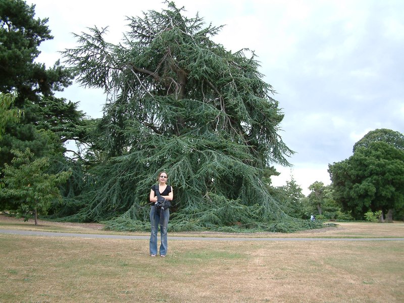 Sad Tree- Kew Gardens