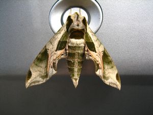 Big Moth on our car
