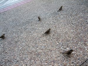 Birdies begging for crumbs