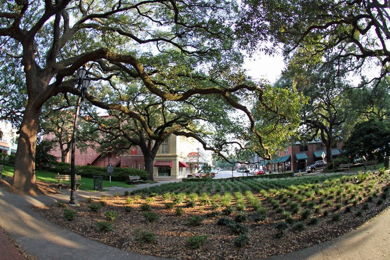 One of many green squares in Savannah