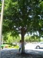 I found a Laurel Tree to hug (1)