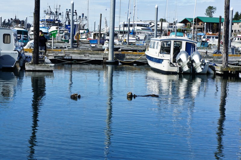 Silly Harbour Seals