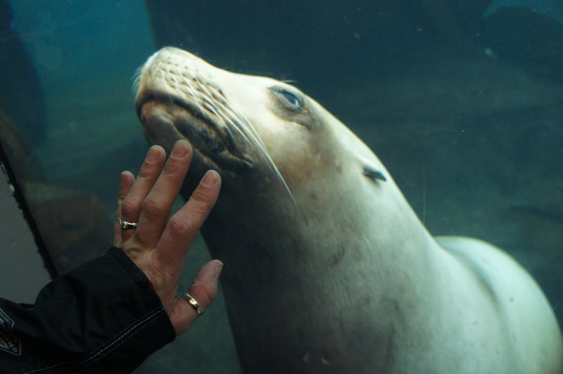 Affectionate Seal