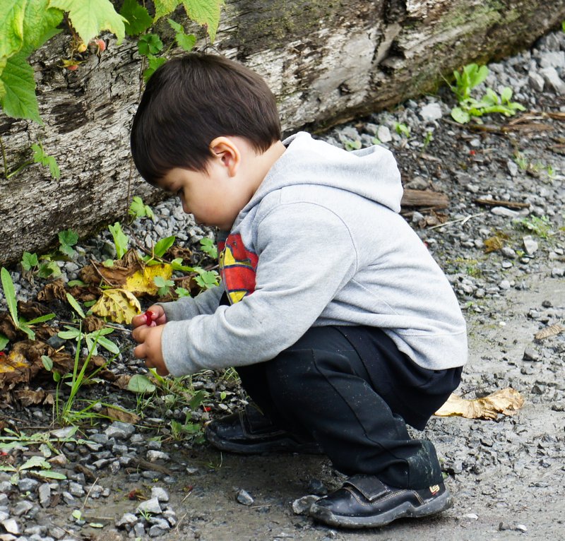 Local boy picking Berries