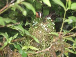 hummingbird in nest