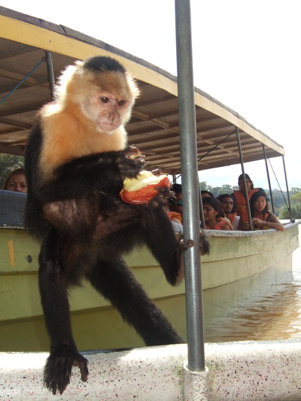 Pirate of the Carribean monkey comes aboard