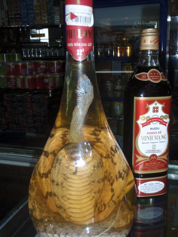 Cobra in a bottle at the Hanoi airport