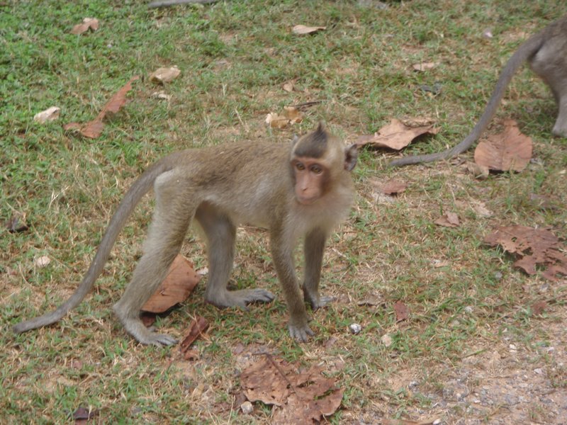 Wild Monkey at Angkor Wat