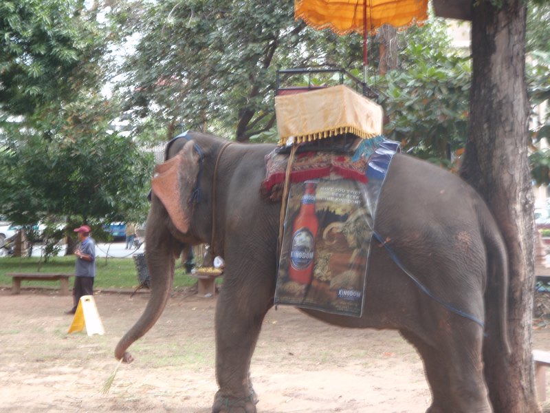 Elephant in the park