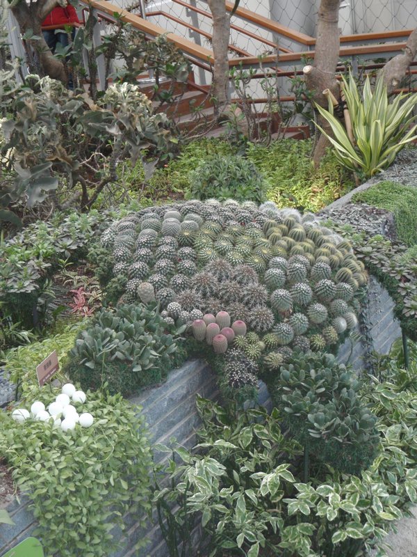 This is an arrangement in the shape of a giant turtle