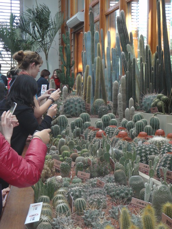 Succulents on display