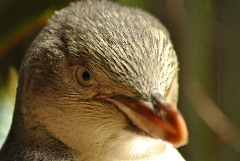 Jeune pingouin (il n'a pas encore la ligne jaune)