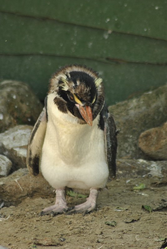 Pingouin rescapé de Stewart Island
