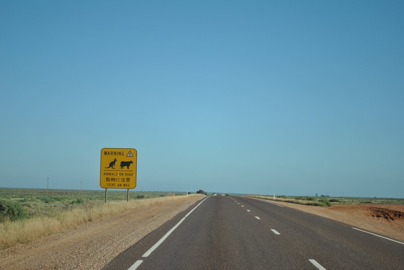 Stuart Highway, attention les animaux