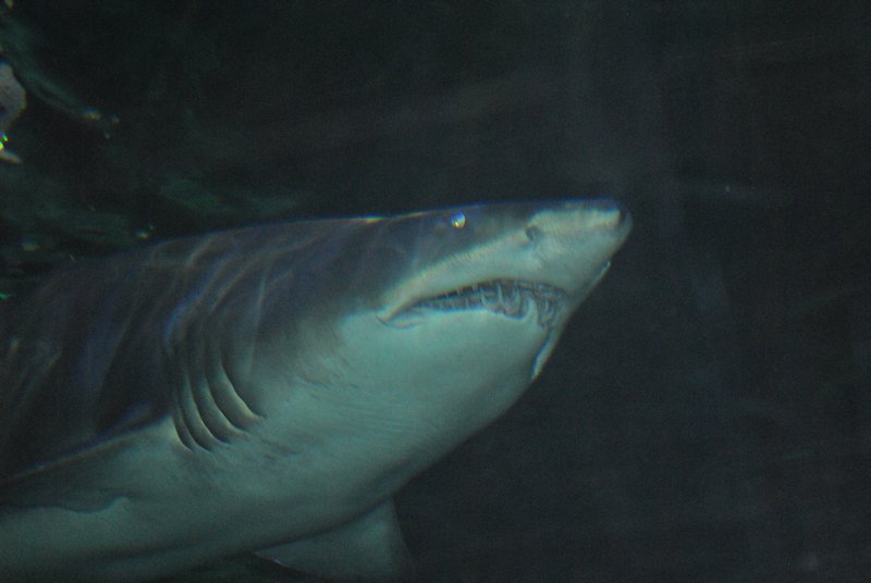Le requin, vedette de l'aquarium