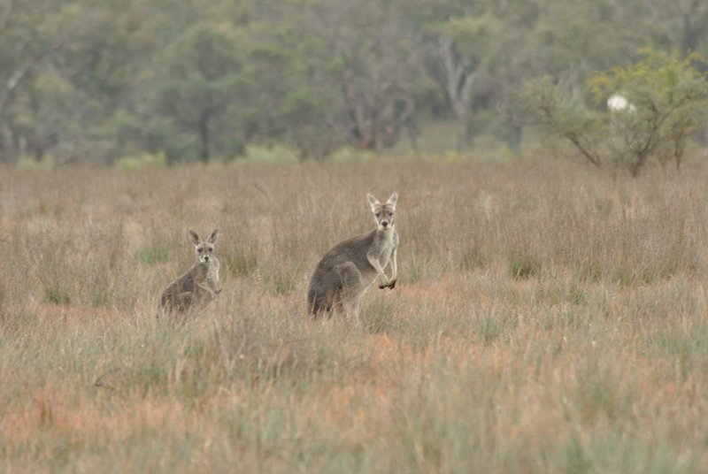 Flinders Ranges National Park, faune dense