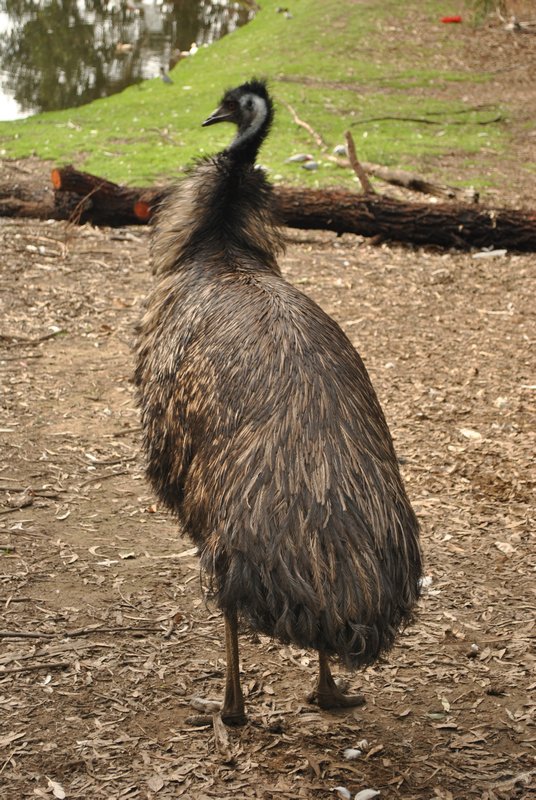 L'emeu, l'autruche locale par toujours tres rapide dans ses deplacements