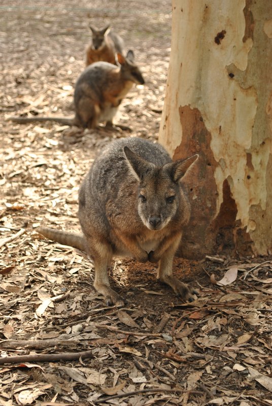 Wallaby, sorte de petit kangourou