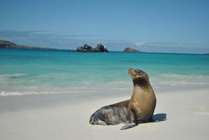 Galápagos, digne d'une carte postale