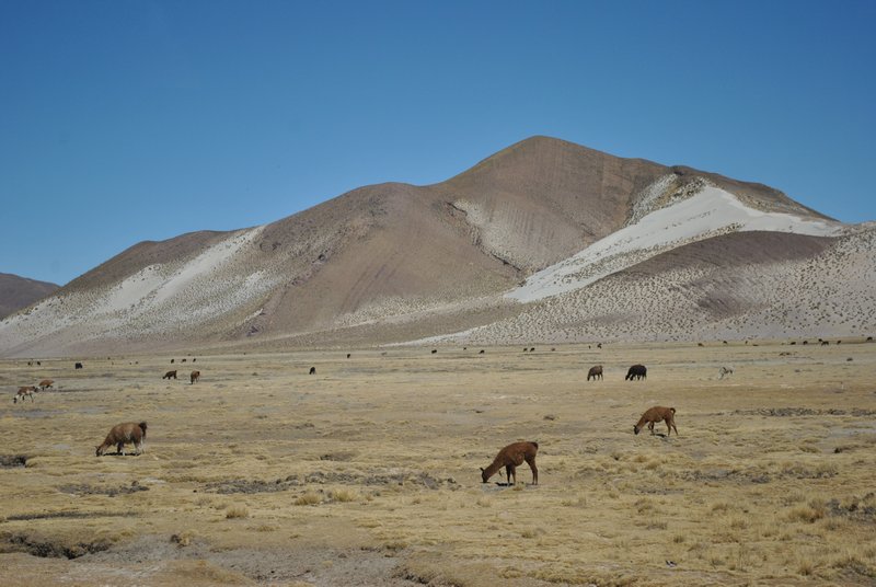 Trajet entre Potosì et Uyuni : lamas sur l'Altiplano