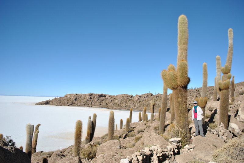 Isla Incahuasi : y a du cactus par ici ! 