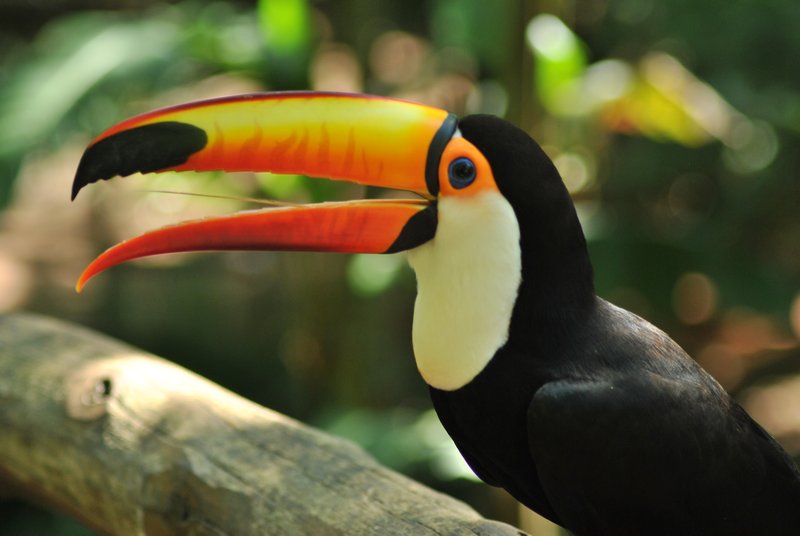 Admirez la fine langue du toucan