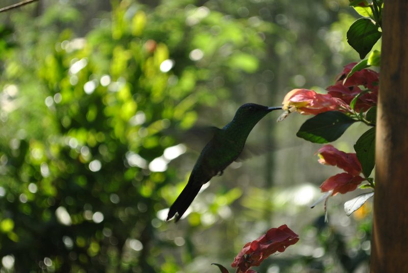 Le colibri ou "picaflores" en espagnol