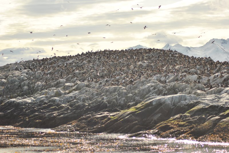 Les cormorans royaux, par centaines ! 